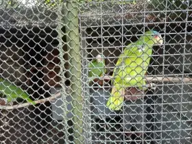 Amazoňan surinamský