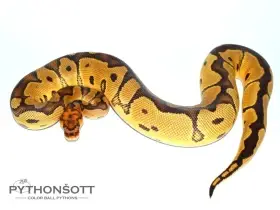 Poslední loňská mláďata krajty královské (Python regius)
