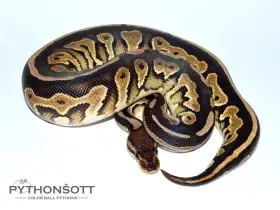 Poslední loňská mláďata krajty královské (Python regius)