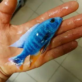 Největší výběr Afrických cichlid na jihu Čech