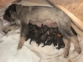 Knírač střední pepř a sůl
