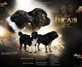 Středoasijský pastevecký pes-štěňata k rezervaci