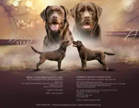 Čokoládová štěňátka labradorského retrievera s PP