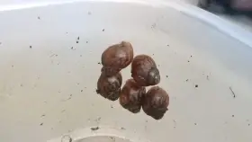 Achatina skvrnitá (Lissachatina immaculata)