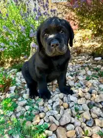 Labradorský Retriever s PP