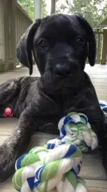 Cane Corso