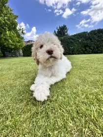 Prodám - Lagotto Romagnolo (Italský vodní pes) s PP