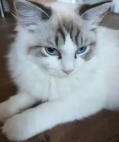 Kocourek ragdoll seal bicolor lynx s PP