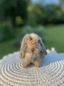 Mini Lop s vp