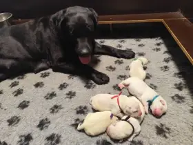 Štěňátka labradora s PP