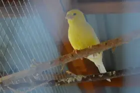 Harcký kanár samice