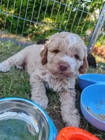 Lagotto romagnolo