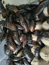 Šváb Madagaskarský