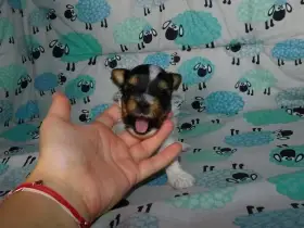 Biewer chlapečci hledají láskyplné pelíšky