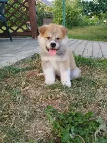 Štěňata Akita inu