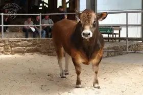 Nabízím plemenného býka parthenaise