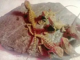 Agama vousatá