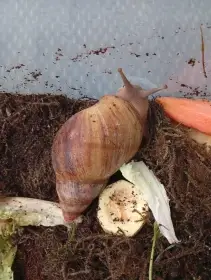 Archachatina