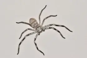 Holconia murrayensis (australian huntsman spider)