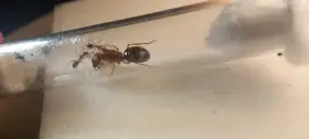 Camponotus maculatus subnudus