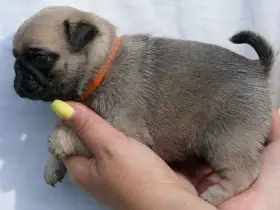 Mops - Štěňátka