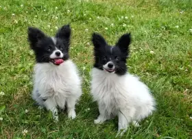 Papillon