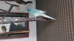 Kakariki samci