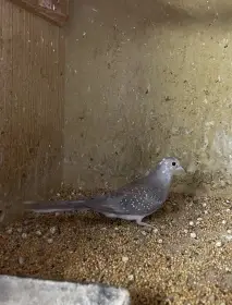 Holoubek diamantový straka letošní