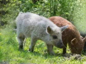 Mangalice