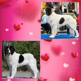 Štěňátka plemene landseer