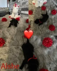 Cane corso rezervace