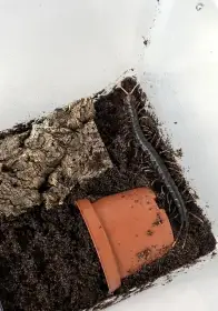 Scolopendra sp. Java black giant