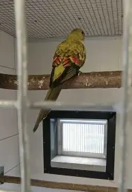Prodám Papouška Horského