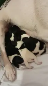 Štěňata foxteriera hladkosrstého