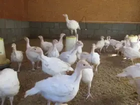 6-týdenní krůty na dokrmení