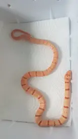Orange Pastel King - loňská samička
