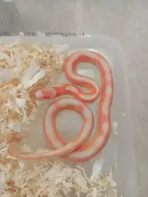 Lampropeltis nelsoni