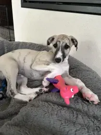 Whippet / Vipet štěňátko s PP