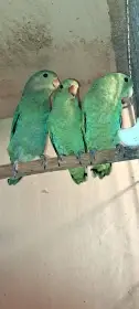 Agapornis etiopský