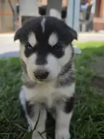 Štěňata sibiřské husky