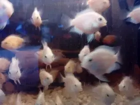 Parrot white