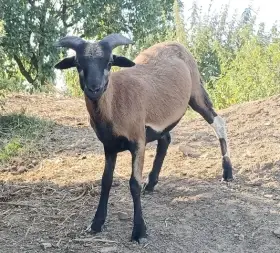 Kamerunský beránek