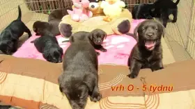 Labradorský retrívr