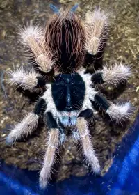 Posílám – G. pulchra, H. maculata, O. aureotibialis, C. versicolor...