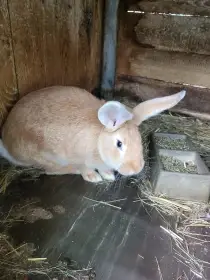 Prodám samice králíka vesnický mix