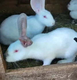 Prodám samice králíka vesnický mix