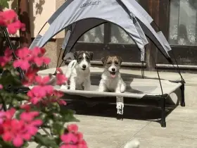 Štěňátka Jack Russell Teriéra s PP