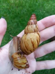 Prodám Lissachatina Iredalei Zanzibar (možná výměna za jiný druh či zvíře)
