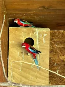 2 rosely pestré