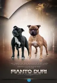 Staffordshire bullterrier s PP